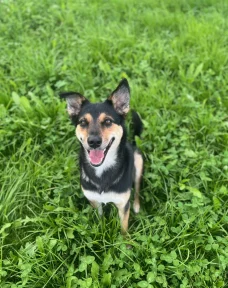 Hundeosteopathie Laura Penner, Leni