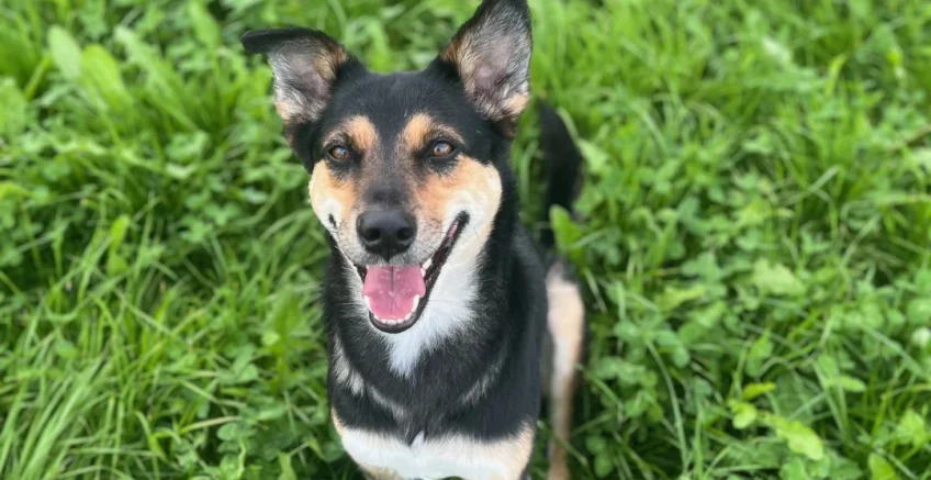 Hundeosteopathie Laura Penner, Leni
