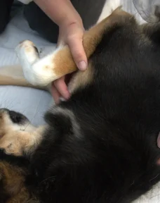 Hundeosteopathie Laura Penner, Behandlung