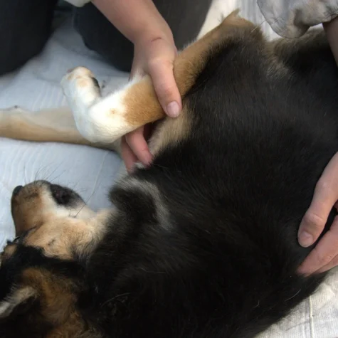 Parietale Osteopathie