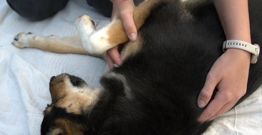 Hundeosteopathie Laura Penner, Behandlung